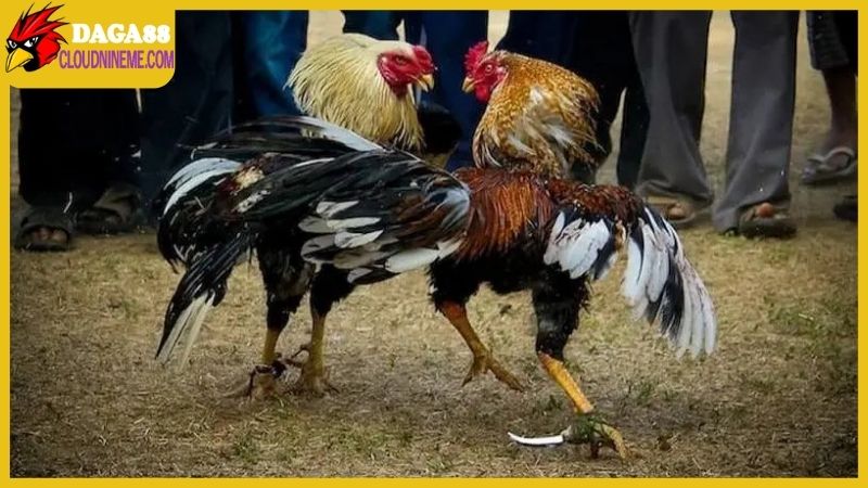 Đá gà cựa luôn là loại hình được yêu thích