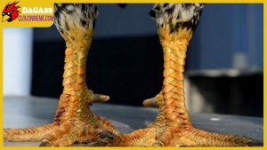 Bán gà mái vảy rồng