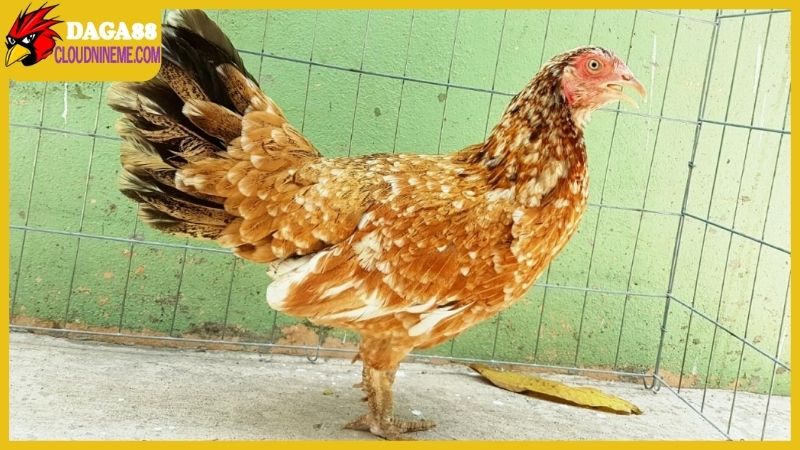 Chọn nơi bán gà mái vảy rồng đúng chuẩn có khó hay không? 6 Xác định bán gà mái vảy rồng có đúng chuẩn hay không