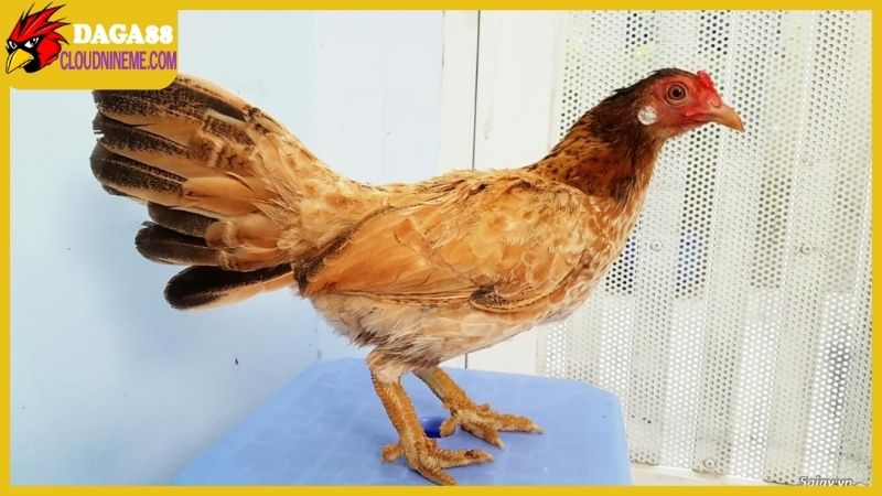 Chọn nơi bán gà mái vảy rồng đúng chuẩn có khó hay không? 5 Vì sao địa chỉ bán gà mái vảy rồng lại được sư kê săn lùng?