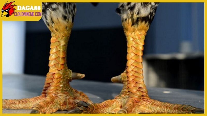 Chọn nơi bán gà mái vảy rồng đúng chuẩn có khó hay không? 4 Bán gà mái vảy rồng