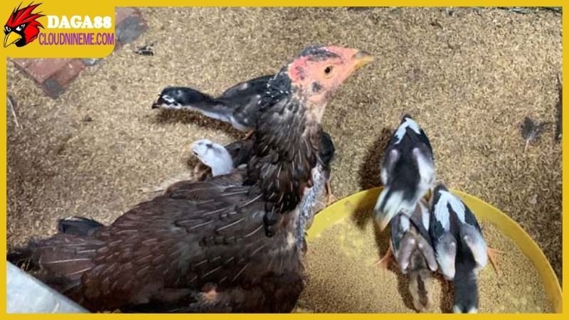 Cách chăm sóc gà chọi từng giai đoạn sau khi xuống ổ