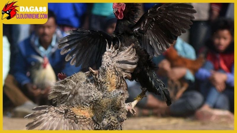 Tổng hợp xem ngày gà đá, lựa chọn ngày chuẩn để ra quân 6 Cách xem ngày gà đá theo quan niệm từ dân gian xa xưa