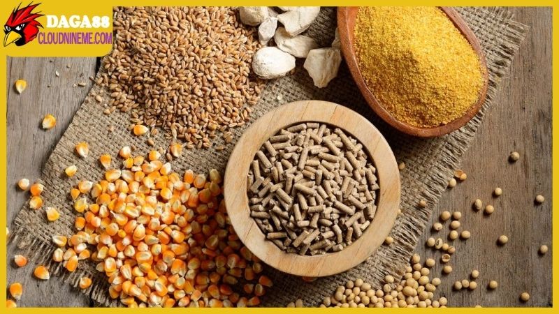 Kỹ thuật nuôi gà chọi được chia sẻ từ sư kê lão làng 7 Chế độ dinh dưỡng trong kỹ thuật nuôi gà chọi