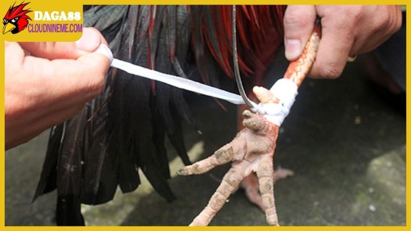 Cách lên cựa gà đá siêu chuẩn, đã ra sân là chỉ có thắng 5 Chuẩn bị trước khi áp dụng cách lên cựa gà đá