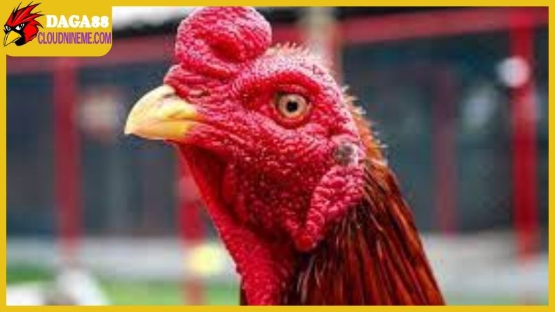 Các giống gà chọi Thái Lan được biết nhiều ở Việt Nam 4 Giống gà chọi Thái Lan