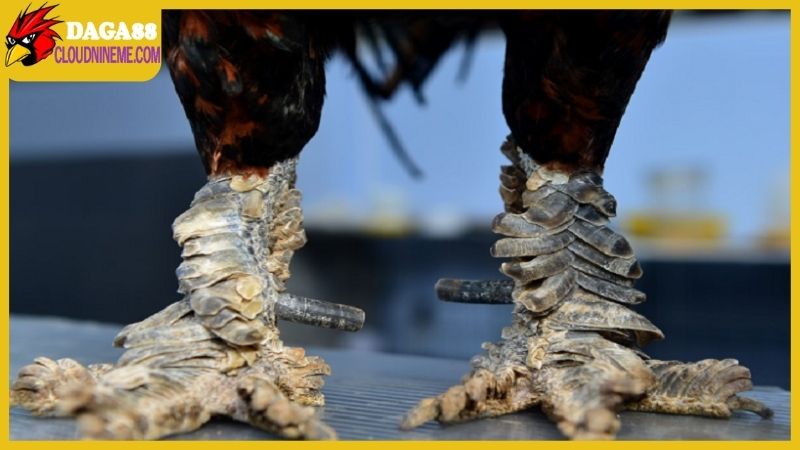 Chọn nơi bán gà mái vảy rồng đúng chuẩn có khó hay không? 7 Làm thế nào để có thể lựa chọn được một nơi bán gà mái vảy rồng?