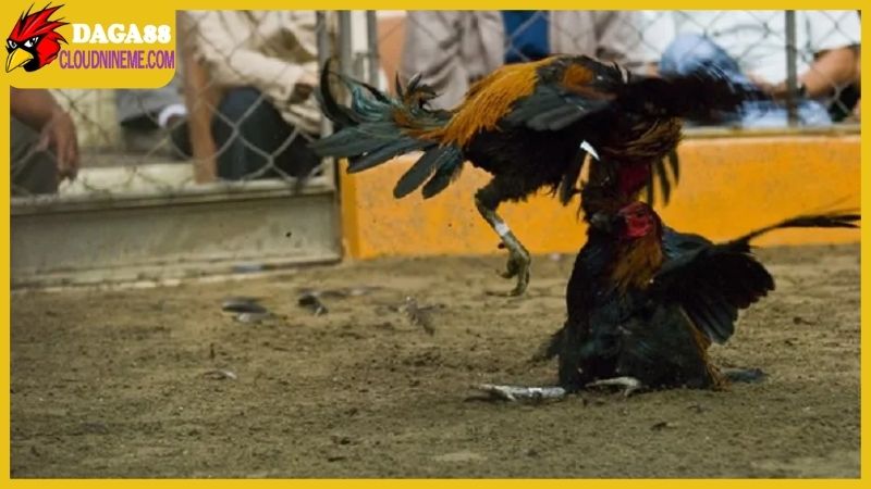 Tổng hợp xem ngày gà đá, lựa chọn ngày chuẩn để ra quân 7 Tổng hợp một vài lưu ý khi xem ngày gà đá