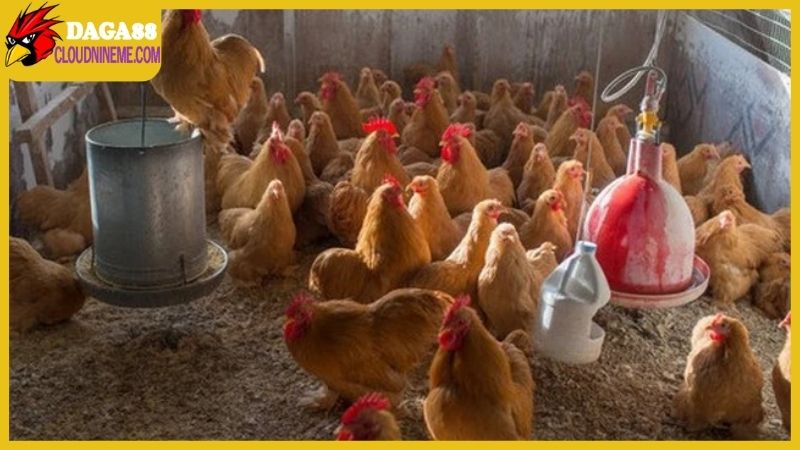 Các bệnh đường ruột ở gà thường gặp, dấu hiệu và cách trị 7 Một số nguyên nhân dẫn đến bệnh đường ruột ở gà