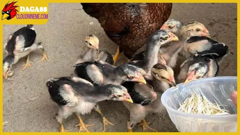 Tổng hợp một số sai lầm trong cách chăm sóc gà chọi con