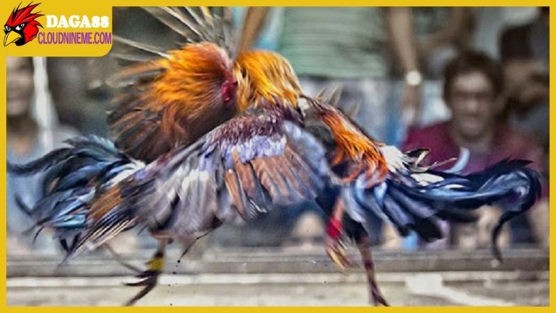 Tổng hợp xem ngày gà đá, lựa chọn ngày chuẩn để ra quân 5 Tầm quan trọng trong việc xem ngày gà đá