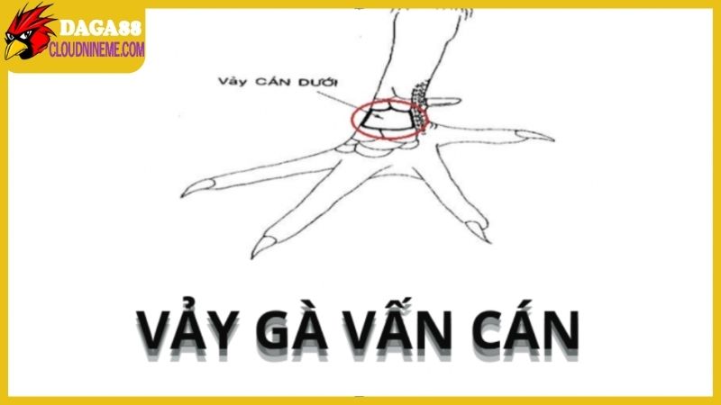 Loại vảy vấn cán khi xem vảy gà Cao Lãnh