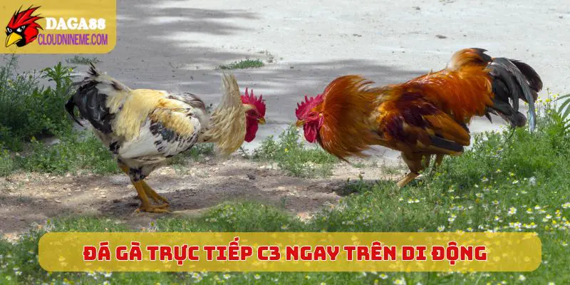 Trải nghiệm Đá Gà Trực Tiếp C3 ngay trên di động mỗi ngày