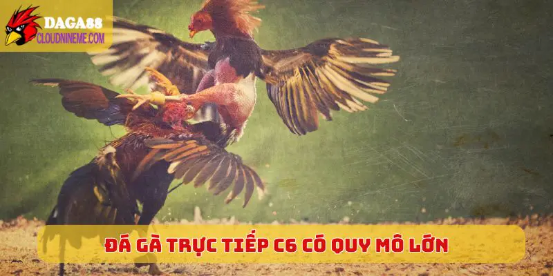 Đá Gà Trực Tiếp C6 có quy mô lớn và chuyên nghiệp