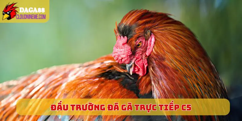 Tổng quan về đấu trường Đá Gà Trực Tiếp C5 hấp dẫn