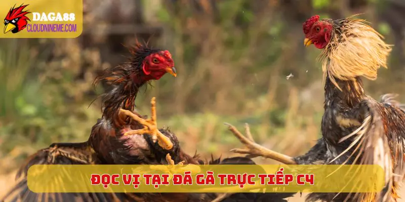 ĐÁ GÀ TRỰC TIẾP C4 6 Cách đọc vị chiến kê tại Đá Gà Trực Tiếp C4