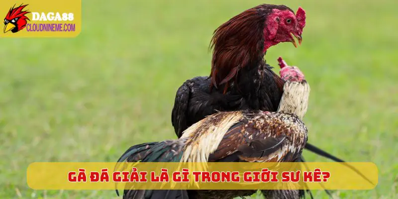 Gà đá giải là gì 4 Tiết lộ chi tiết gà đá giải là gì trong giới sư kê?