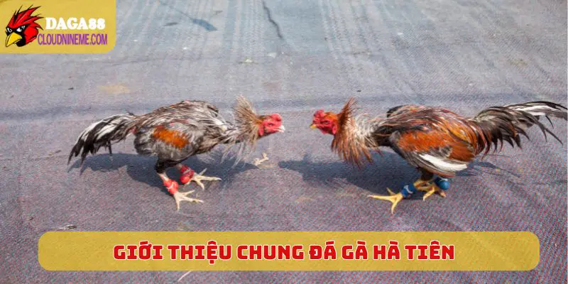 Đá Gà Hà Tiên 4 Giới thiệu chung về sân chơi đá gà Hà Tiên
