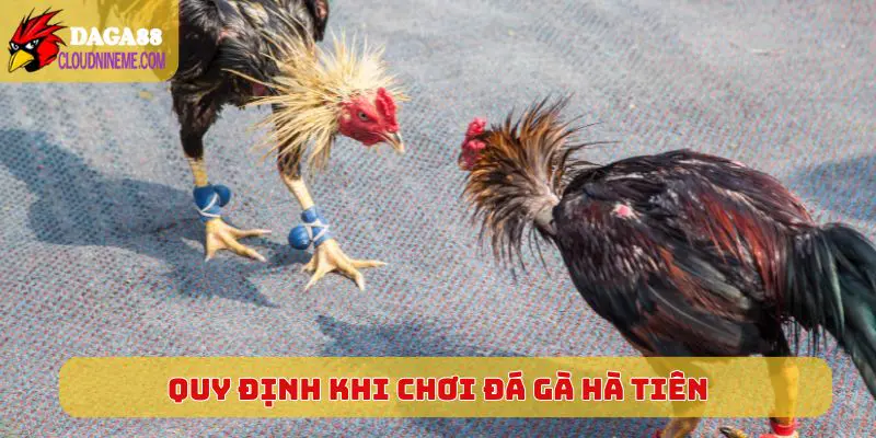 Đá Gà Hà Tiên 5 Quy định chung khi chơi đá gà Hà Tiên