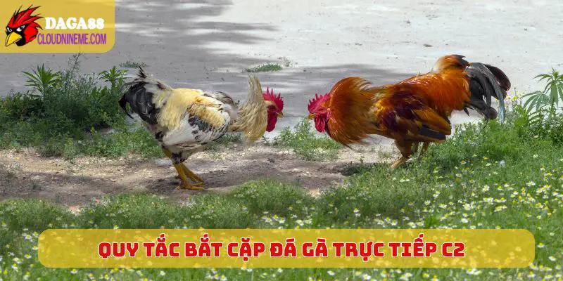 ĐÁ GÀ TRỰC TIẾP C2 5 Quy tắc bắt cặp khi chơi Đá Gà Trực Tiếp C2