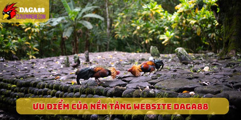 Giới thiệu 6 Ưu điểm vượt trội của nền tảng website Daga88